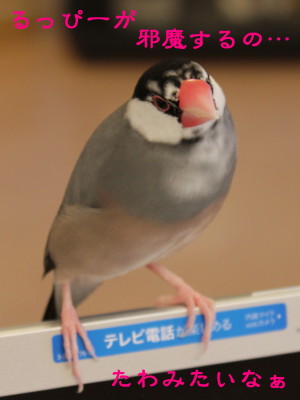 b0158061_2095471.jpg