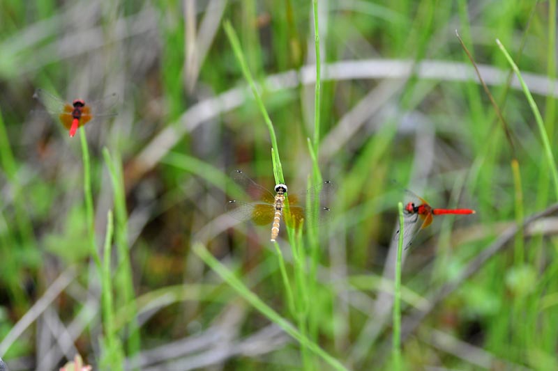 c0043361_095793.jpg