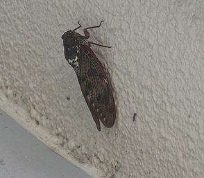 f0196665_23411446.jpg