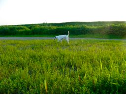 c0072379_17501869.jpg