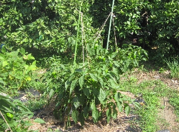 f0003283_10143833.jpg
