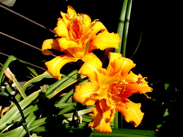 a0007388_11204280.jpg