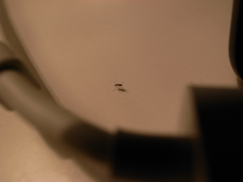 d0074688_21441985.jpg