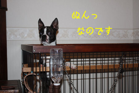 a0190132_22353729.jpg