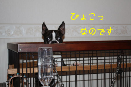 a0190132_2235378.jpg