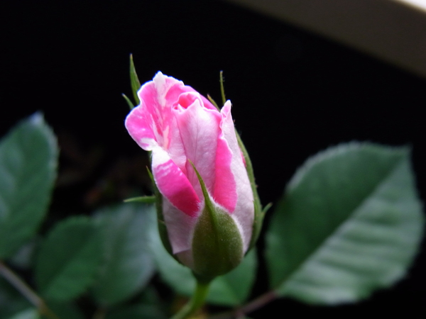 a0175545_1722139.jpg