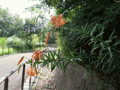 b0133752_16464960.gif
