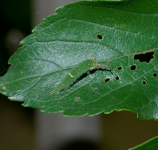 d0091754_113085.jpg