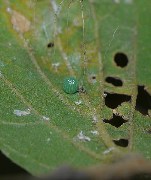 d0091754_1132161.jpg
