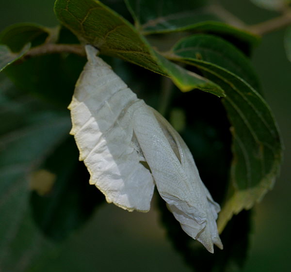 d0091754_1244945.jpg