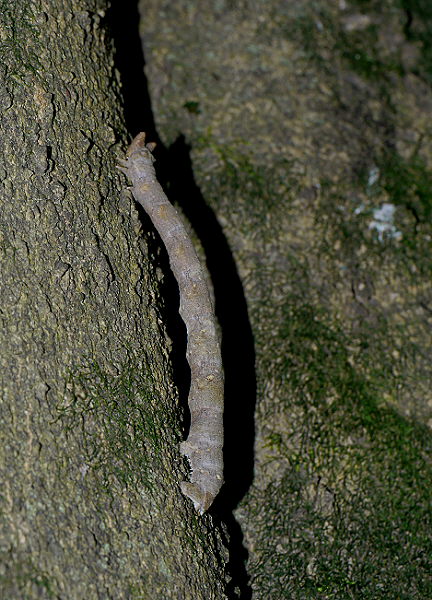 d0091754_1395685.jpg