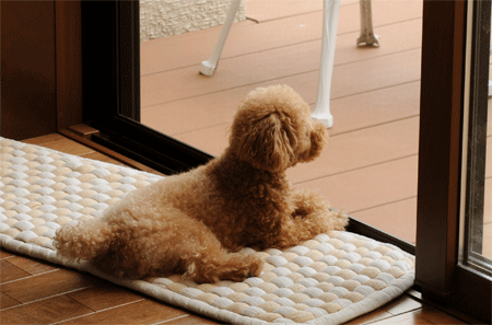 c0196673_1133428.gif