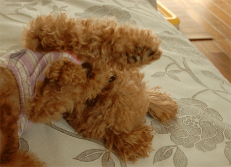 c0196673_11395282.gif
