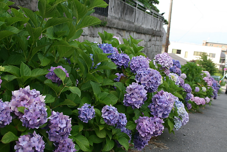 c0112479_2315776.jpg