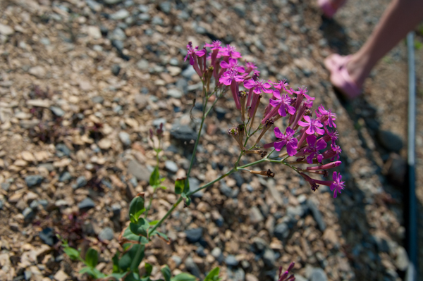 a0053783_20501610.jpg