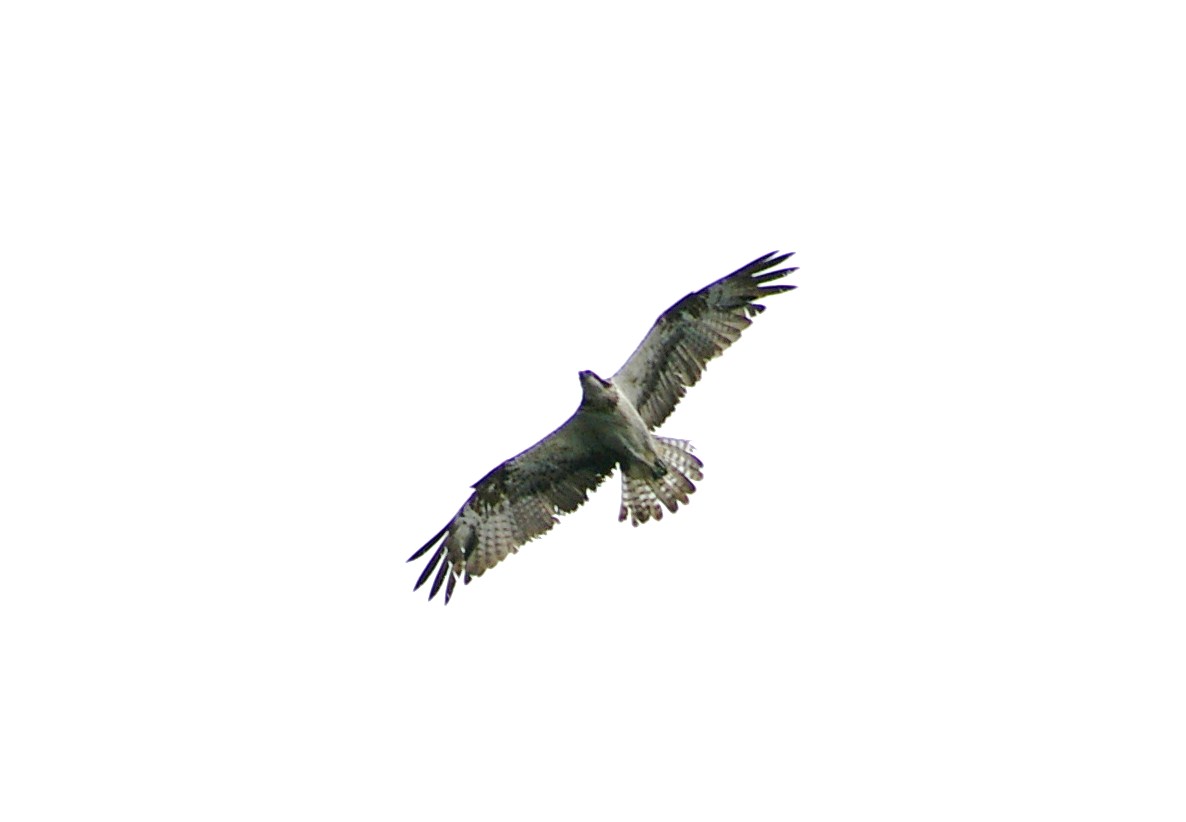 e0197884_2253295.jpg