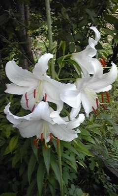 e0100589_21231683.jpg