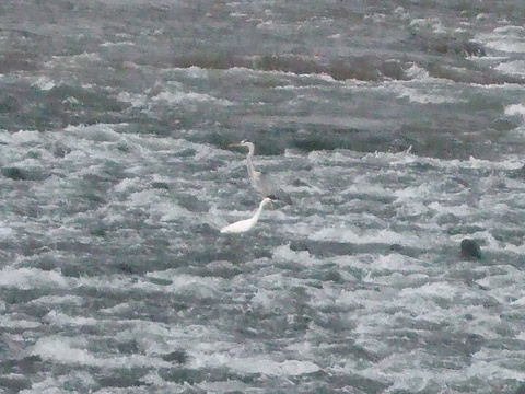 f0153998_0425166.jpg