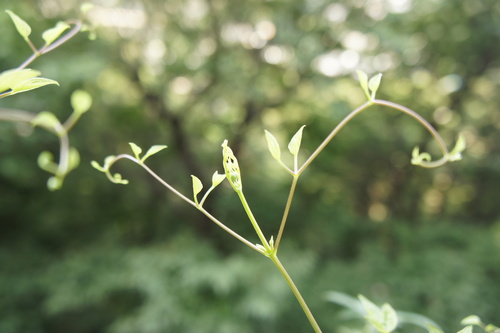 c0227800_856634.jpg