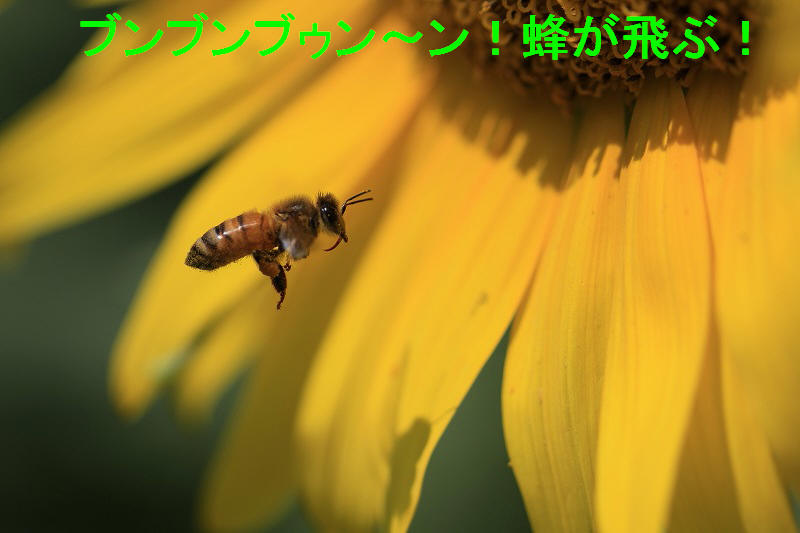 a0188405_15452197.jpg