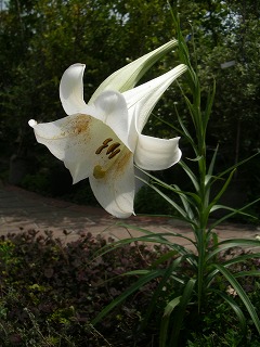 c0190010_2136387.jpg