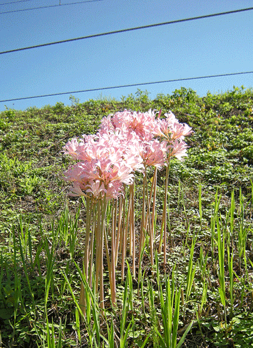 a0001354_2035315.gif