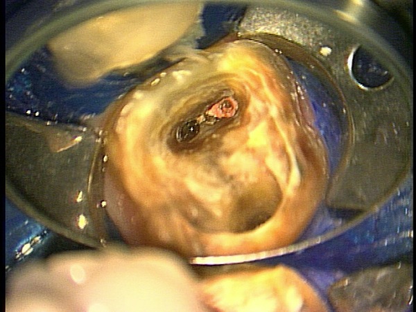 e0004468_10352785.jpg