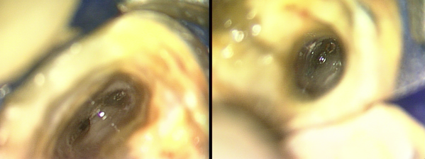 e0004468_9215610.png