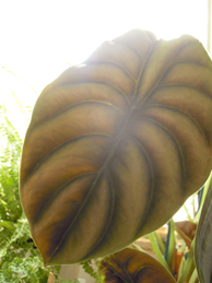 e0206902_1742523.jpg