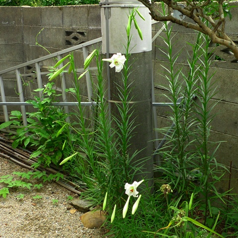 a0097006_17511038.jpg