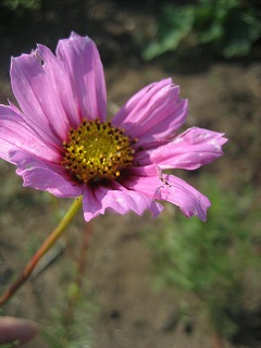 f0139520_23463035.jpg