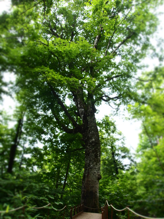 c0000134_17352181.jpg