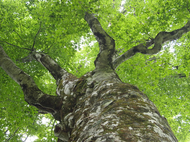 c0000134_1736222.jpg