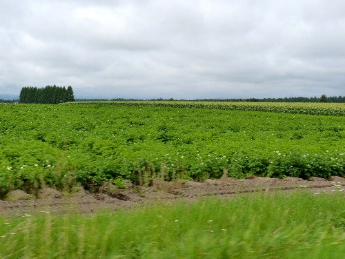 d0084473_20305691.jpg