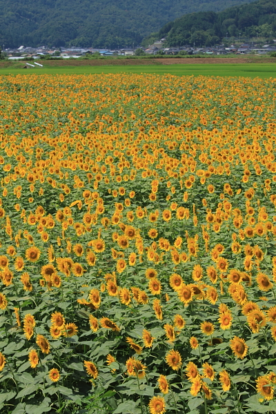e0051888_21482776.jpg