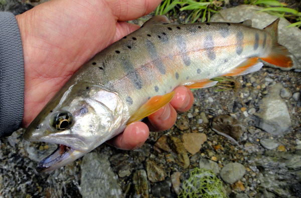 f0141392_2275139.jpg