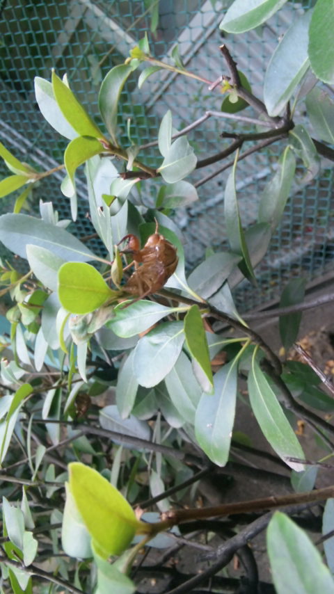 f0138093_1743518.jpg