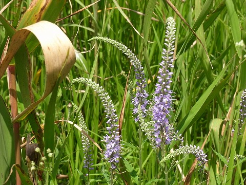 f0187402_21353699.jpg