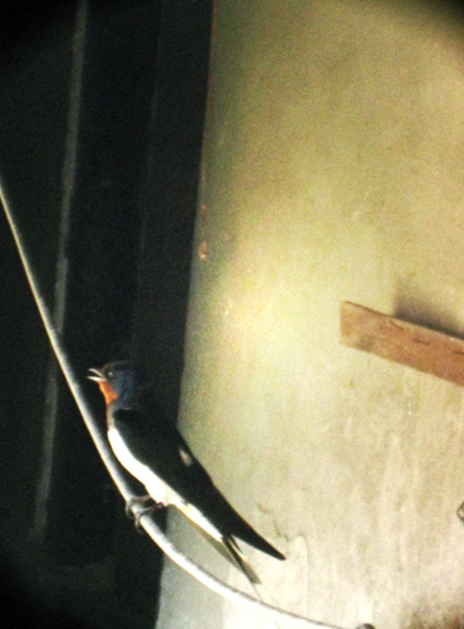 d0077603_11404172.jpg