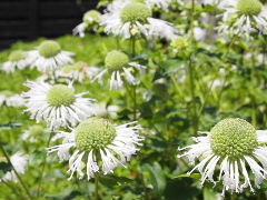 a0157619_2353929.jpg