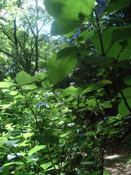 e0110719_2112114.jpg