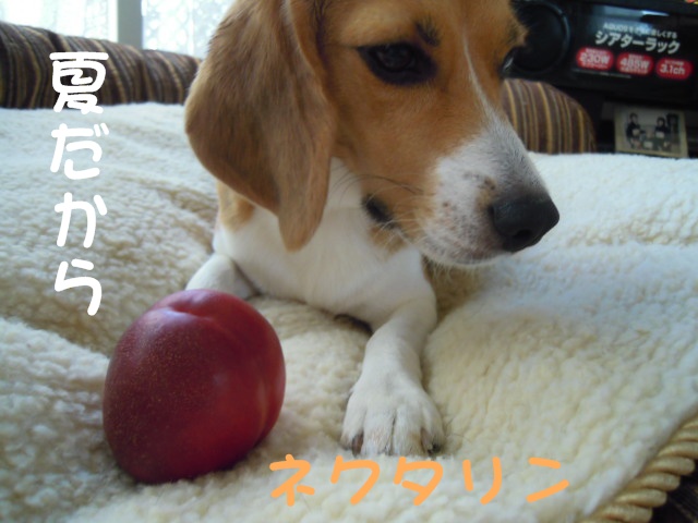c0166622_9105038.jpg