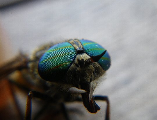 f0118332_21593550.jpg