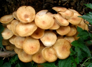 c0204740_14231385.jpg