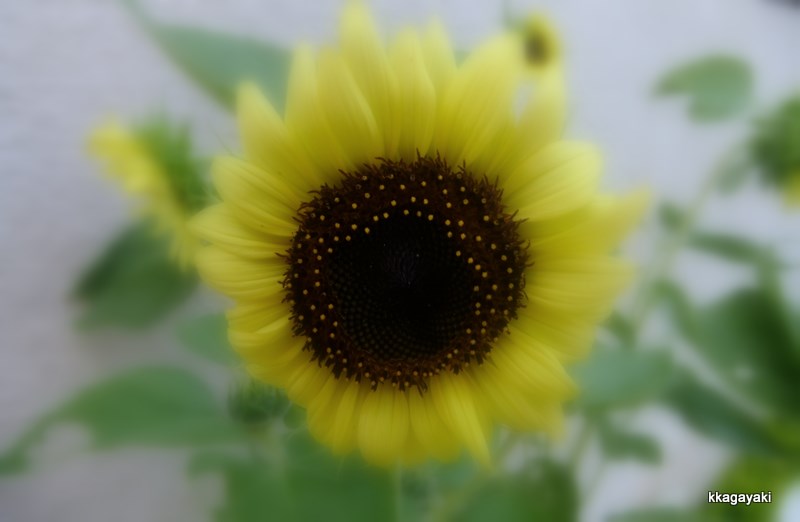 e0206242_9295181.jpg