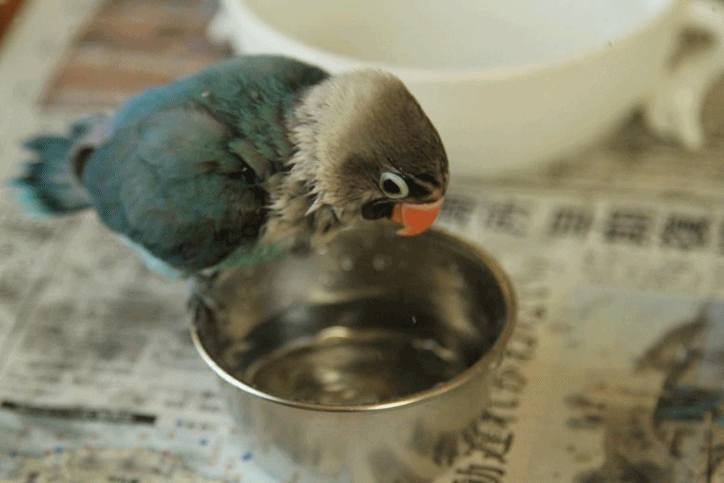 c0145250_2031262.gif