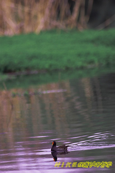 e0000968_858278.jpg