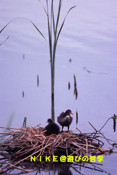 e0000968_93060.jpg