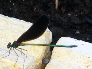 b0211976_21363395.jpg