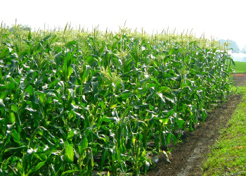 c0125996_17345167.jpg